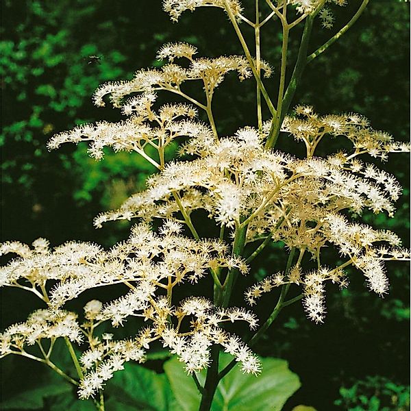 Rodgersia Sambucifolia Ca. 11x11 cm Topf günstig online kaufen