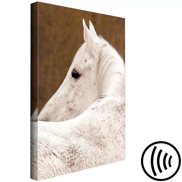 Bild auf Leinwand Weißes Pferd seitlich - Tier-Fotoausschnitt auf braunem H günstig online kaufen