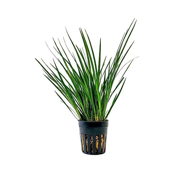 Aquaone Wasserpflanze Terrarium Pflanze Acorus gramineus Topf Nr.401T günstig online kaufen