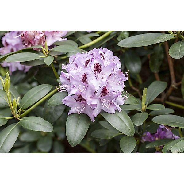 Rhododendron Hybr. Humboldt Rhododendron Rosa Blüten 80–90 cm günstig online kaufen