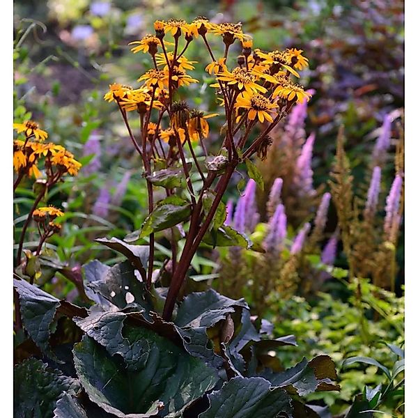 Greiskraut dunkellaubig - Ligularia dentata günstig online kaufen