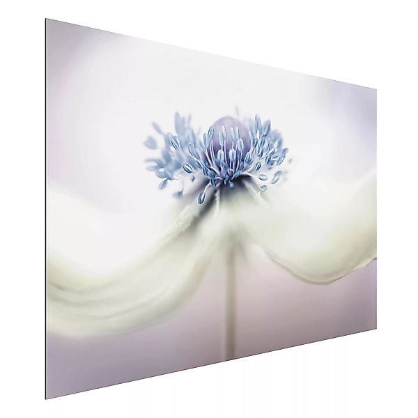 Alu-Dibond Bild Blumen - Querformat 3:2 Anemone in Violett günstig online kaufen