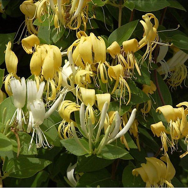 Japanisches Geisblatt Halliana 60-80cm - Lonicera japonica günstig online kaufen