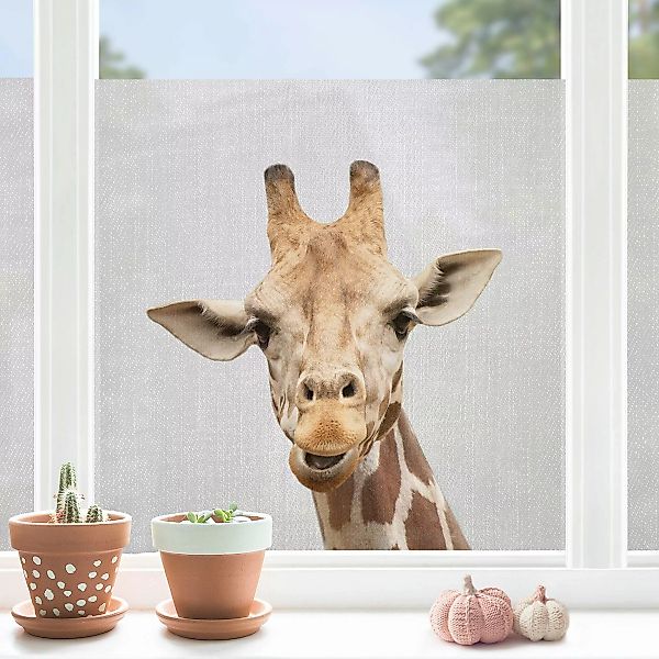 Fensterfolie Giraffe Gundel günstig online kaufen