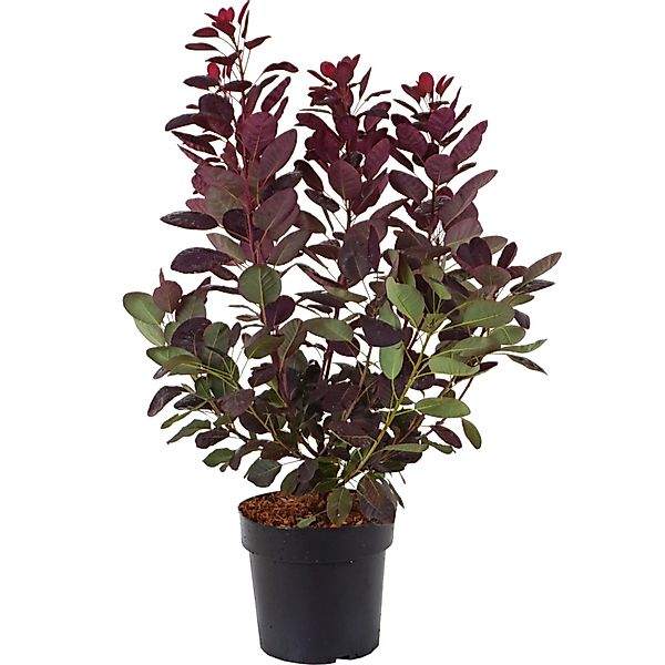 Roter Perückenstrauch Royal Purple Höhe ca. 40-60 cm Topf ca. 4,5 l günstig online kaufen
