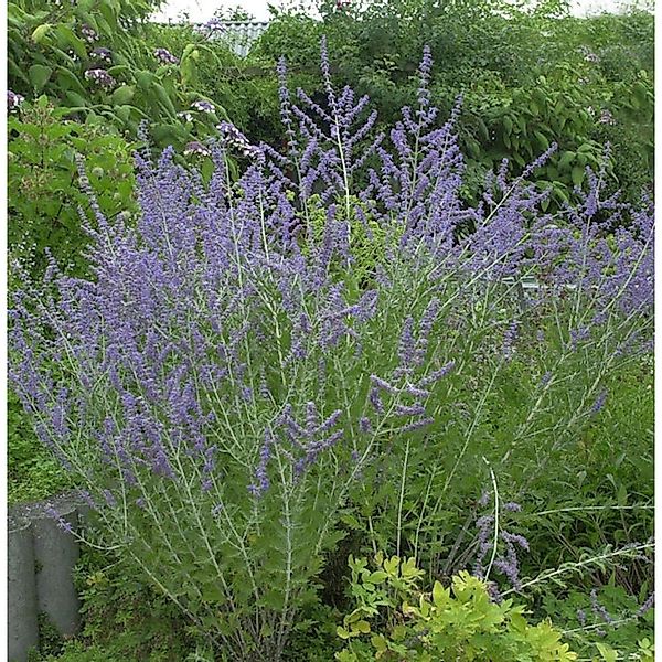 Blauraute Blue Spire 40-60cm - Perovskia atriplicifolia günstig online kaufen