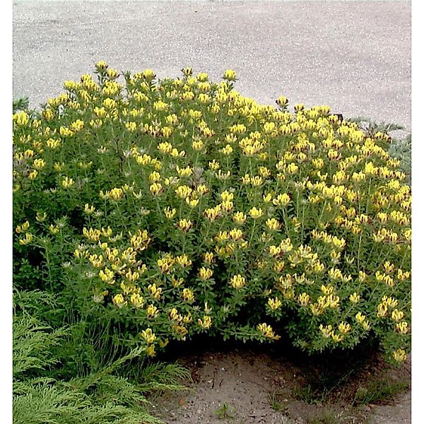 Geißklee 20-30cm - Cytisus oromediterraneus günstig online kaufen