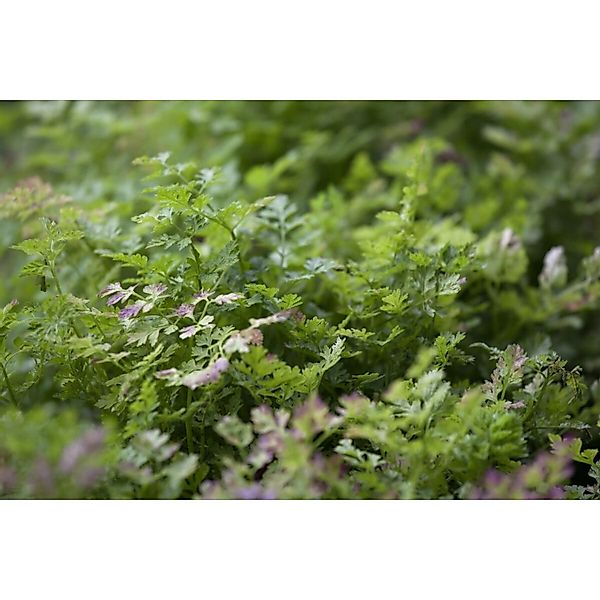 Anthriscus Cerefolium Kerbel Ca. 9x9 cm Topf günstig online kaufen