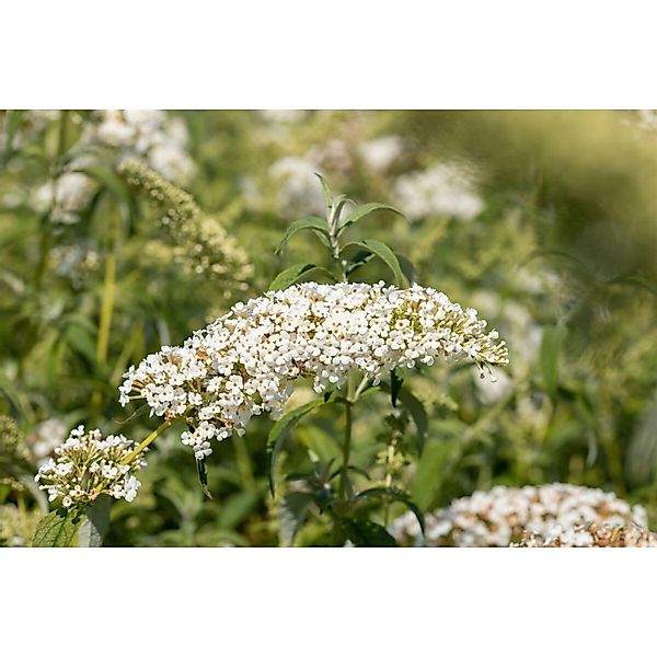Buddleja Schmetterlingsstrauch White Chip 80-100 cm günstig online kaufen