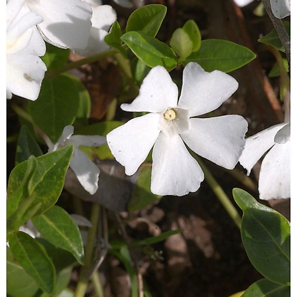 Immergrün Alba - Vinca major günstig online kaufen