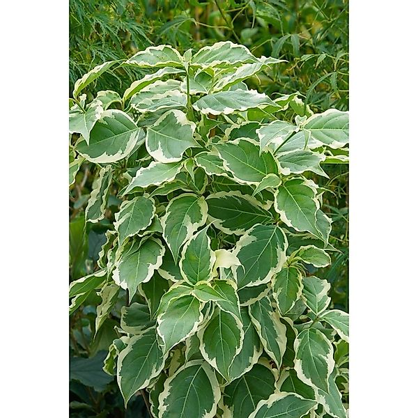 Cornus Kousa Celestial Shadow Japanischer Hartriegel Buntes Laub 60–80 cm günstig online kaufen