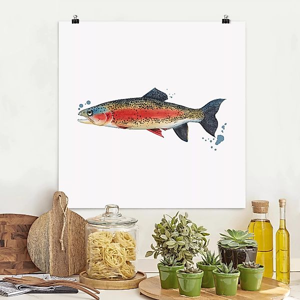 Poster Tiere - Quadrat Farbfang - Forelle günstig online kaufen