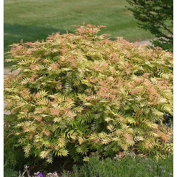 Fiederspiere Matcha Ball 30-40cm - Sorbaria sorbifolia günstig online kaufen