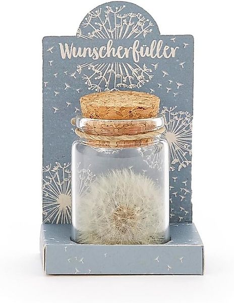 Trockenblume Echte Pusteblume, Toller Wunscherfüller zur Hochzeit, Geburtst günstig online kaufen