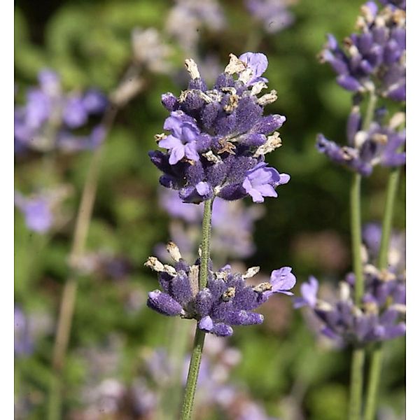 Breitblättriger Lavendel - Lavandula latifolia günstig online kaufen