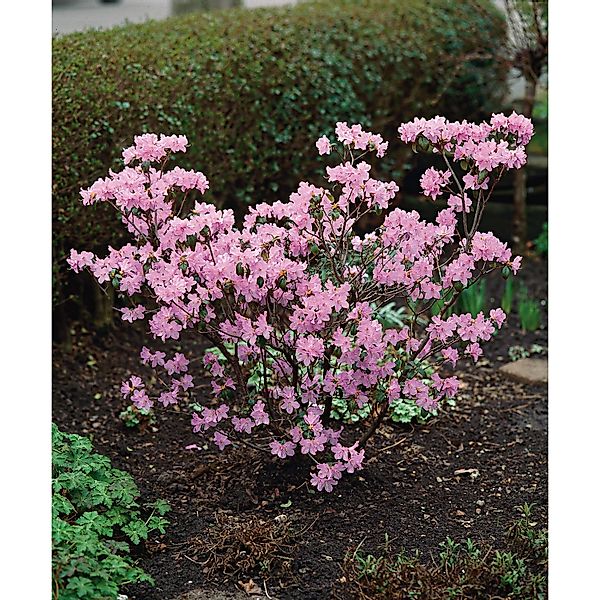 Vorfrühlings-Rhododendron Praecox Lila Höhe ca. 30 - 40 cm Topf ca. 4 l günstig online kaufen