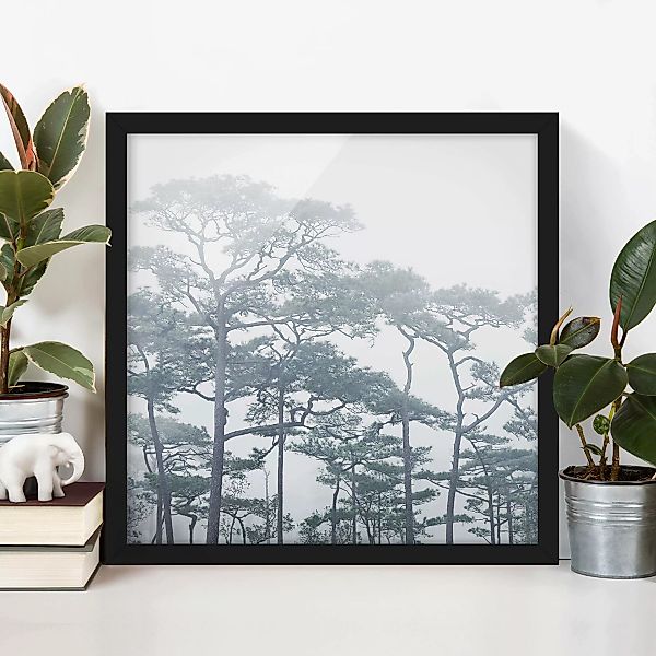 Bild mit Rahmen Natur & Landschaft - Quadrat Baumkronen im Nebel günstig online kaufen
