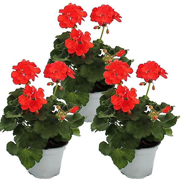 Exotenherz Geranien Stehend Pelargonium Zonale 12cm Topf Set mit 3 Pflanzen günstig online kaufen