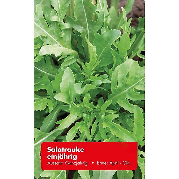 Salatrauke Einjährig günstig online kaufen
