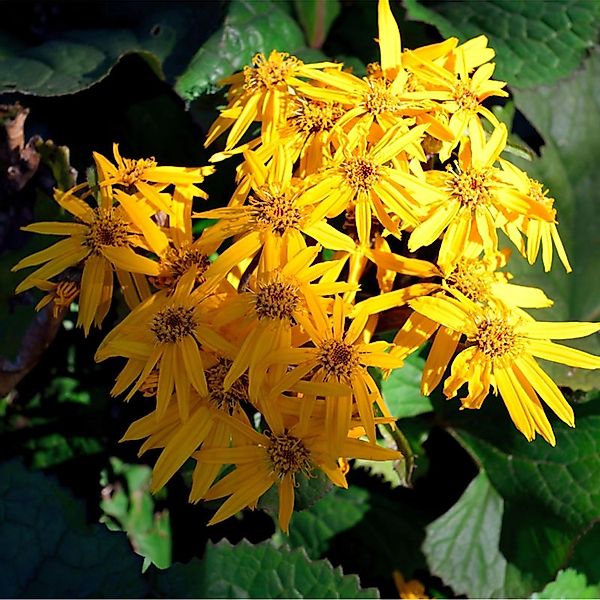 Purpur Greiskraut - Ligularia dentata günstig online kaufen