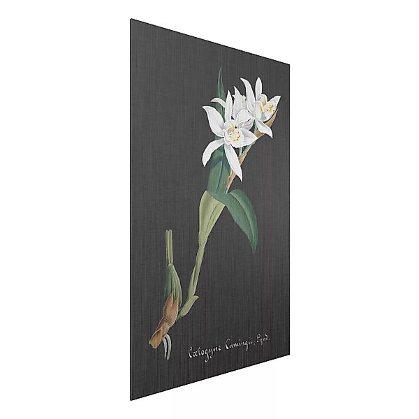 Alu-Dibond Bild Blumen - Hochformat 2:3 Weiße Orchidee auf Leinen II günstig online kaufen