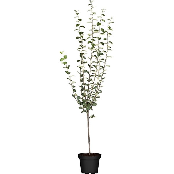 GROW by OBI Bio Apfelquitte Gelb Höhe ca. 120-140 cm Topf ca.7 l Cydonia ob günstig online kaufen