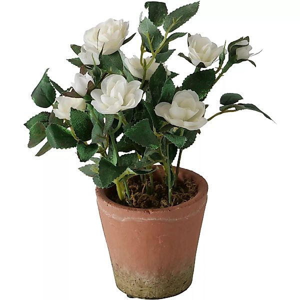 Boltze Topfpflanze Rose 24 cm x ø 18 cm Weiß günstig online kaufen
