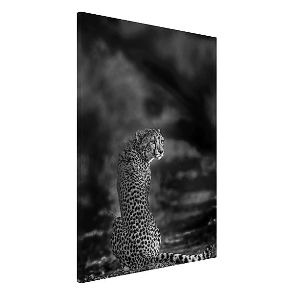 Magnettafel Tiere - Hochformat 2:3 Gepard in der Wildness günstig online kaufen