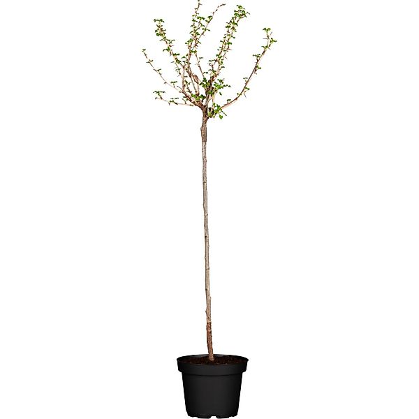 GROW by OBI Bio Stachelbeere Fußstamm Grün Ribes uva-crispa günstig online kaufen