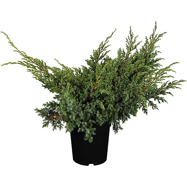 OBI Zwerg-Wacholder Blue Swede Silberblau Höhe ca. 5 - 10 cm Topf ca. 2, günstig online kaufen