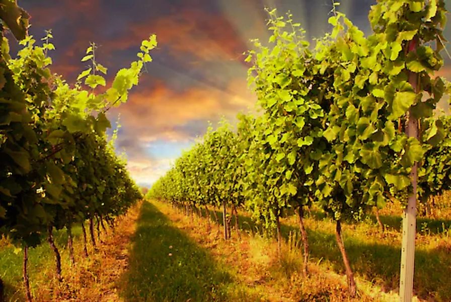 Papermoon Fototapete »Sunset Vineyard« günstig online kaufen