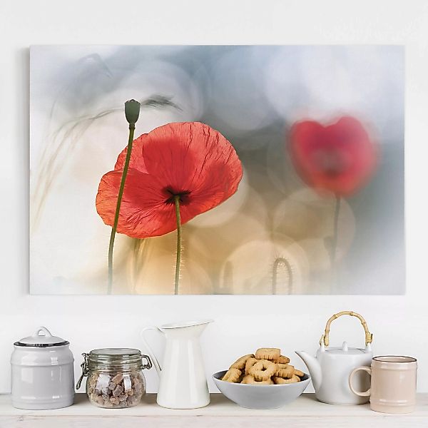 Leinwandbild Blumen - Querformat Mohnblumen am Morgen günstig online kaufen