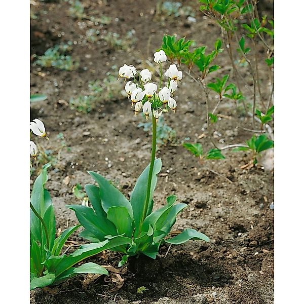 Dodecatheon Meadia Alba Ca. 9x9 cm Topf günstig online kaufen