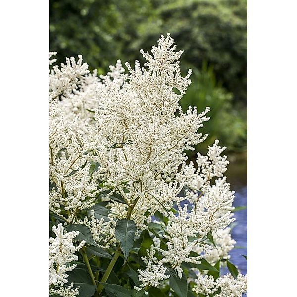Aruncus Dioicus Waldgeißbart Ca. 11x11 cm Topf günstig online kaufen