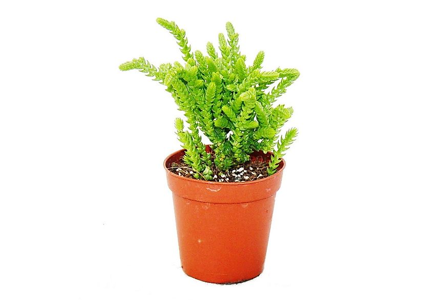 Exotenherz Kaktus Sukkulente - Crassula lycopodioides - Mäuseschwanz - im 5 günstig online kaufen