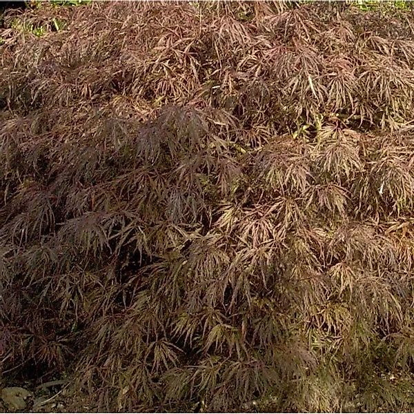 Hochstamm Fächer Ahorn Crimson Queen 100-125cm - Acer palmatum Crimson Quee günstig online kaufen