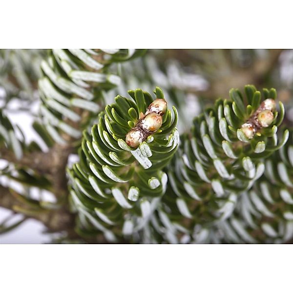Abies Koreana Silver Star Koreatanne Silberne Nadeln 20–25 cm günstig online kaufen