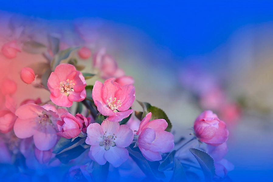 Papermoon Fototapete "Zen Wassertropfen mit Blume Makro" günstig online kaufen