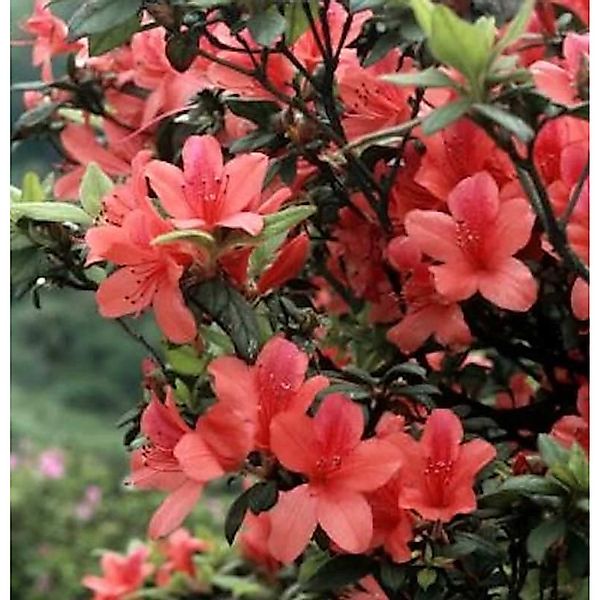 Sommergrüne Orangeblühende Azalee 50-60cm - Rhododendron prunifolium günstig online kaufen