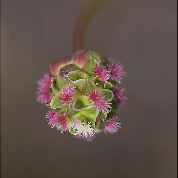 Kleiner Wiesenknopf Little Angel - Sanguisorba minor günstig online kaufen