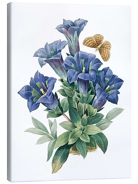 Posterlounge Wandbild Kochscher Enzian (Gentiana acaulis), günstig online kaufen