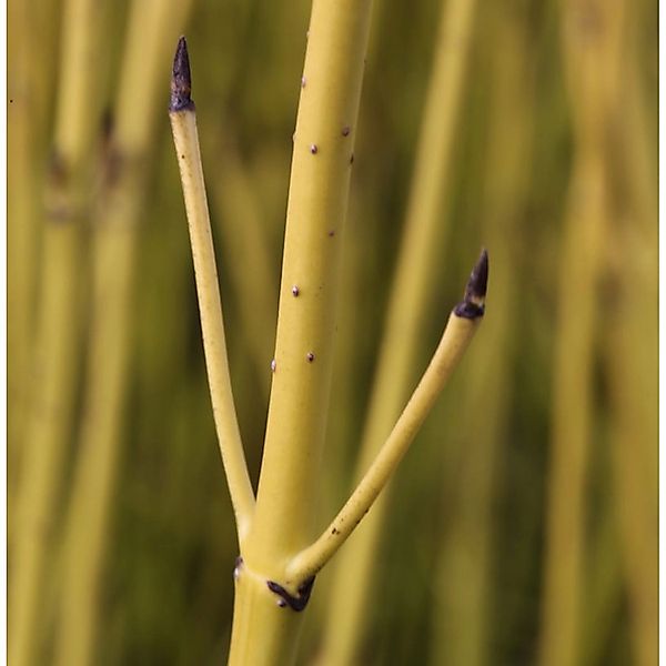 Gelber Hartriegel 60-80cm - Cornus stolonifera günstig online kaufen