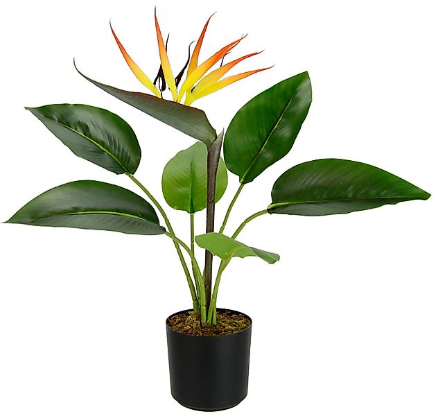 Kunstpflanze Strelitzienpflanze im Topf, I.GE.A., Höhe 43 cm, Kunstblumen Z günstig online kaufen