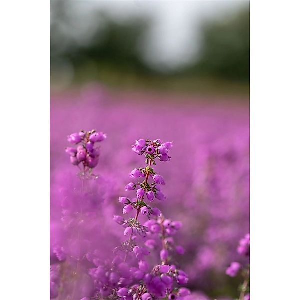 Erica Cinerea Pallas Heidekraut Purpurrosa günstig online kaufen