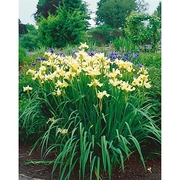 Iris Sibirica Sibirische Schwertlilie Butter And Sugar Ca 9x9 cm Topf günstig online kaufen