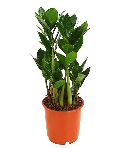 Dehner Zimmerpflanze Glücksfeder, Zamioculcas zamiifolia, versch. Größen, m günstig online kaufen