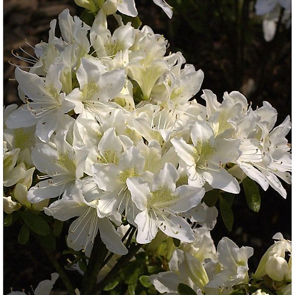 Japanische Azalee Palestrina 30-40cm - Rhododendron obtusum - Zwerg Alpenro günstig online kaufen