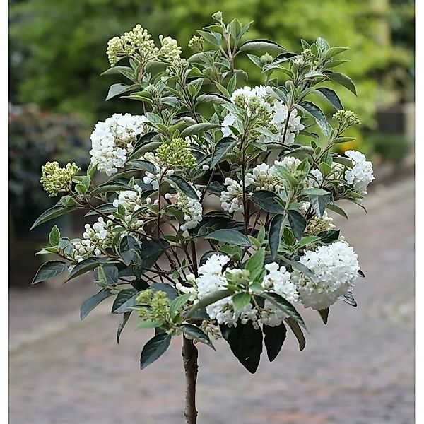 Hochstamm Schneeball Eskimo 40-60cm - Viburnum erubes günstig online kaufen