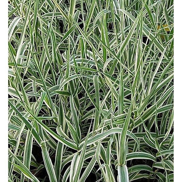 Pfahlrohr Variegata  - XXXL Topf - Arundo donax günstig online kaufen