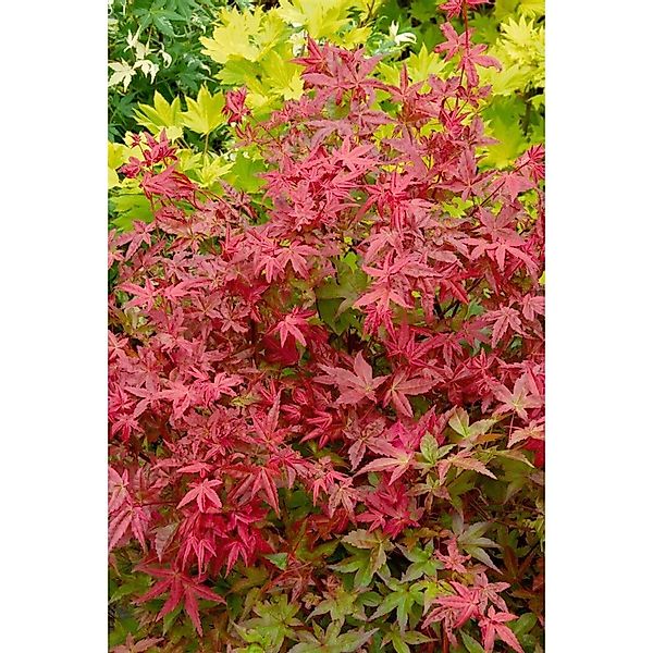 Acer Palmatum Englishtown Japanischer Ahorn 80–100 cm günstig online kaufen